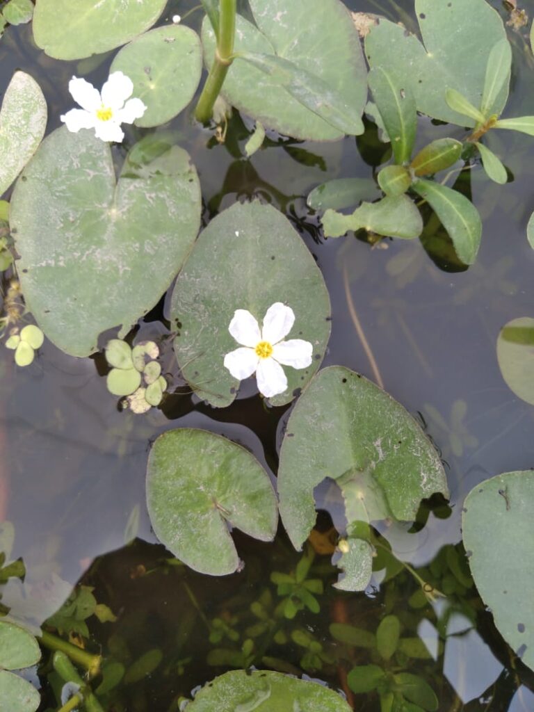 small species of water lily